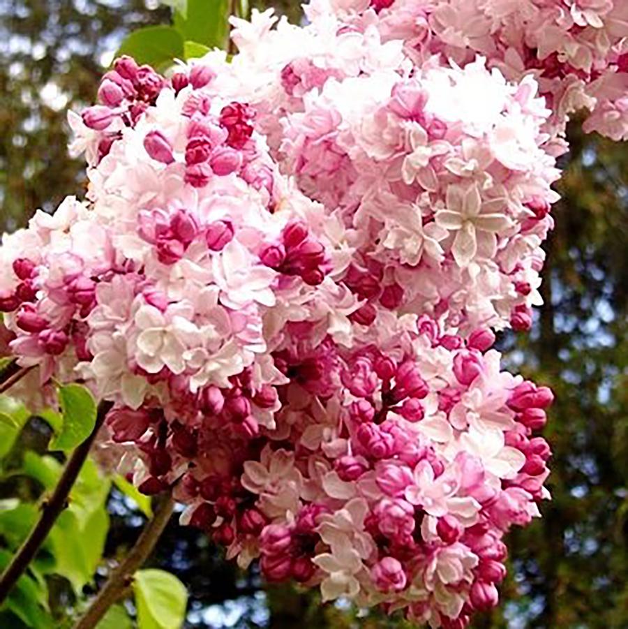 Syringa x hyacinthiflora Sweetheart