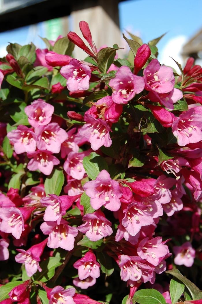 Weigela florida Minuet