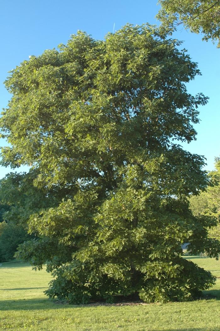 Quercus alba 