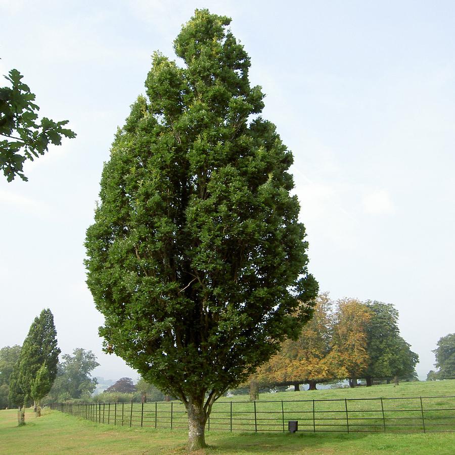 Quercus robur 'Fastigiata' Skyrocket®