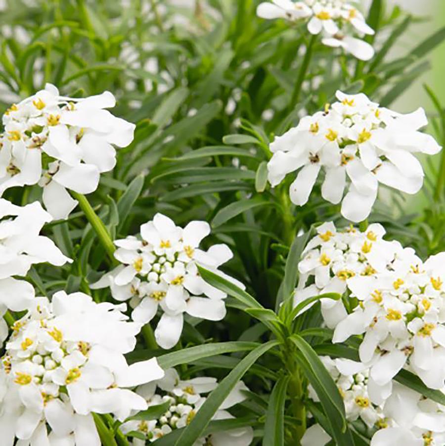 Iberis sempervirens Snow Flurries