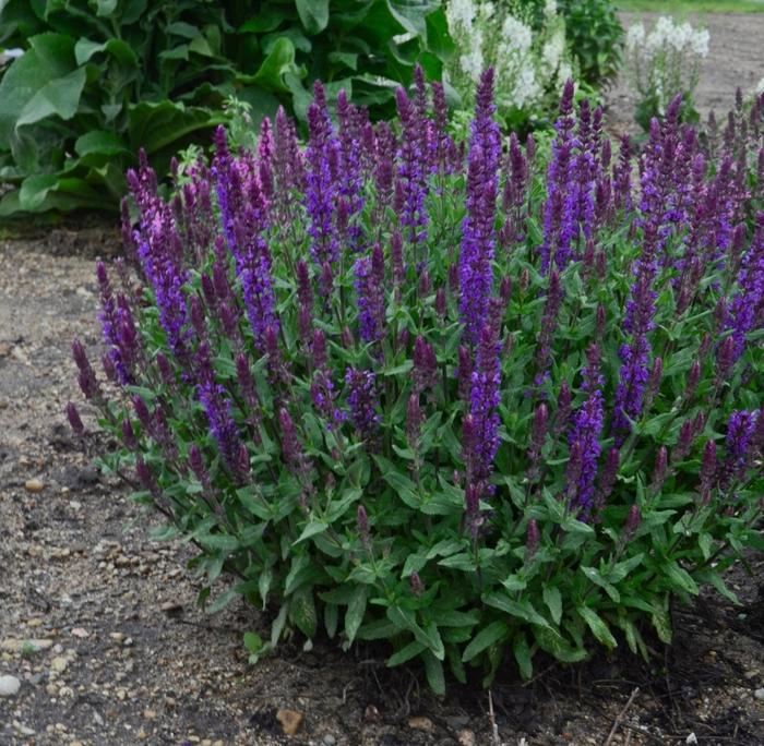 Salvia nemorosa New Dimension Blue