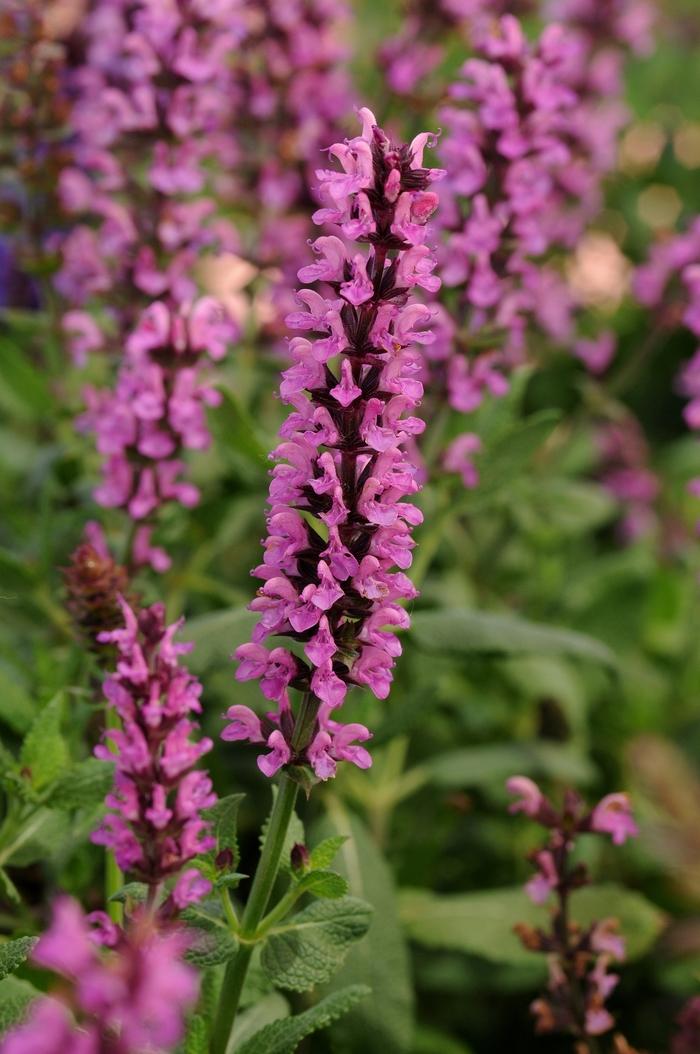 Salvia nemorosa New Dimension Rose