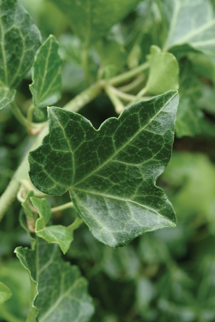 Hedera helix Baltica