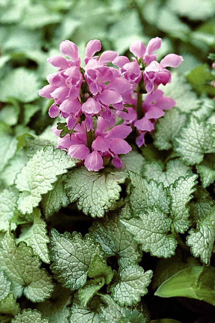 Lamium maculatum Orchid Frost