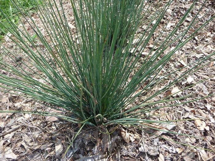 Juncus tenuis Blue Dart