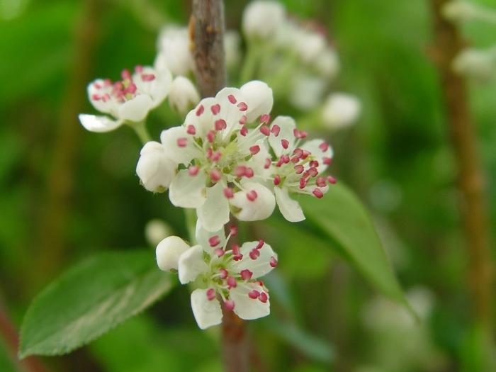 Aronia arbutifolia Brilliantissima