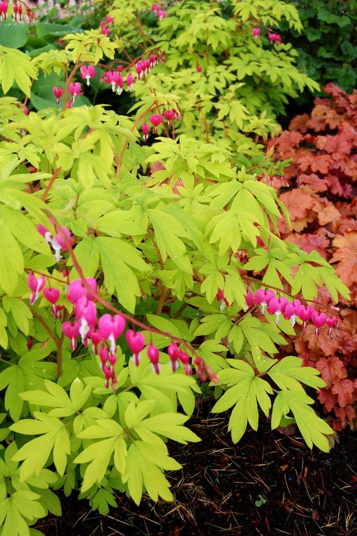 Dicentra spectabilis Gold Heart