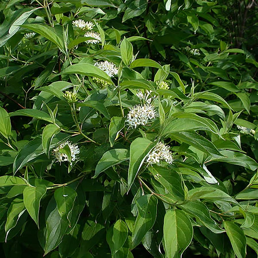 Cornus amomum 