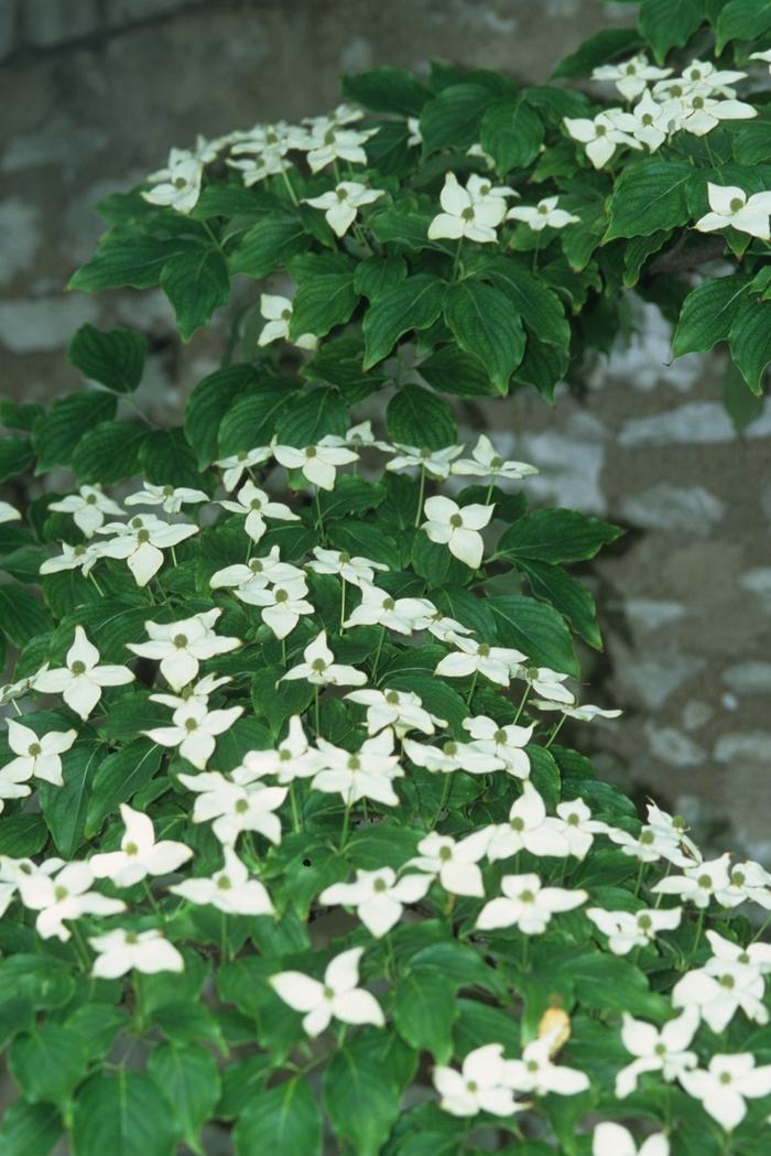 Cornus kousa Milky Way