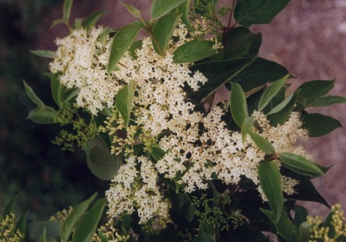 Cornus racemosa 