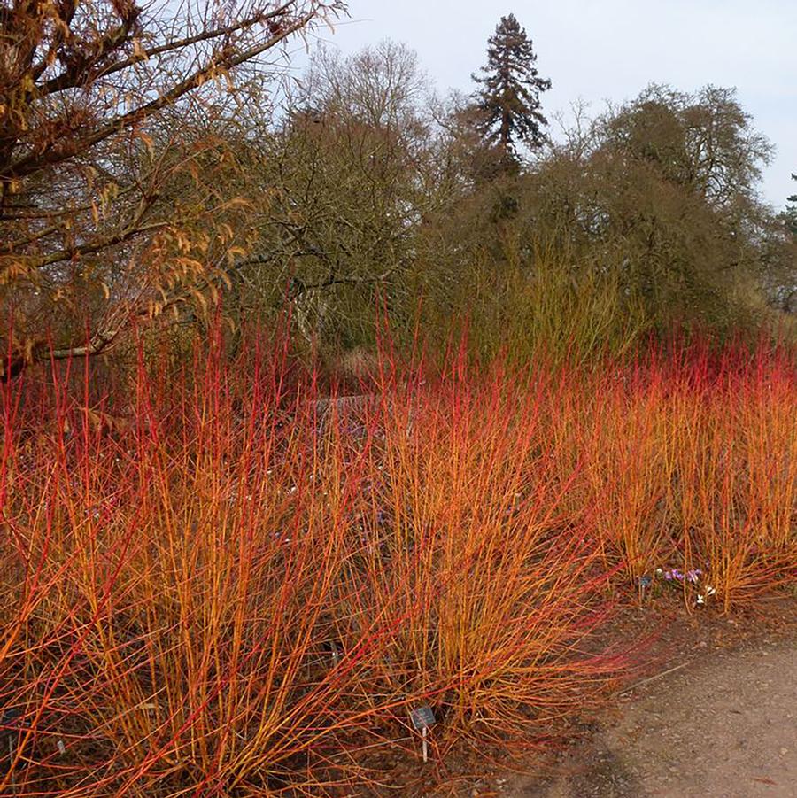 Cornus sanguinea Midwinter Fire