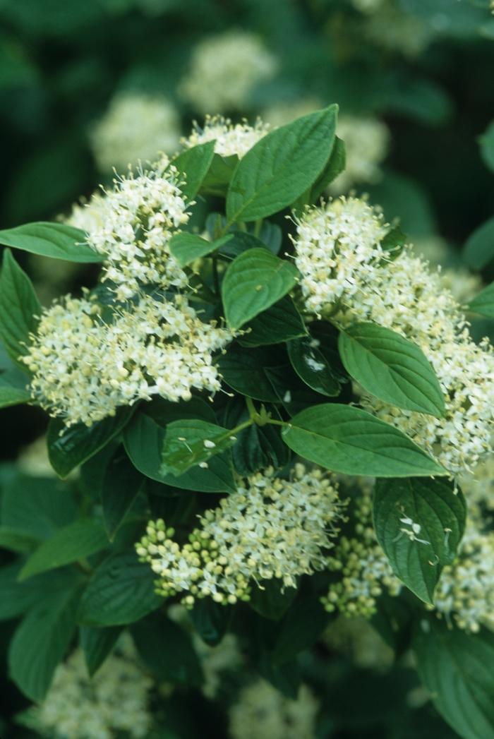 Cornus sericea Flaviramea