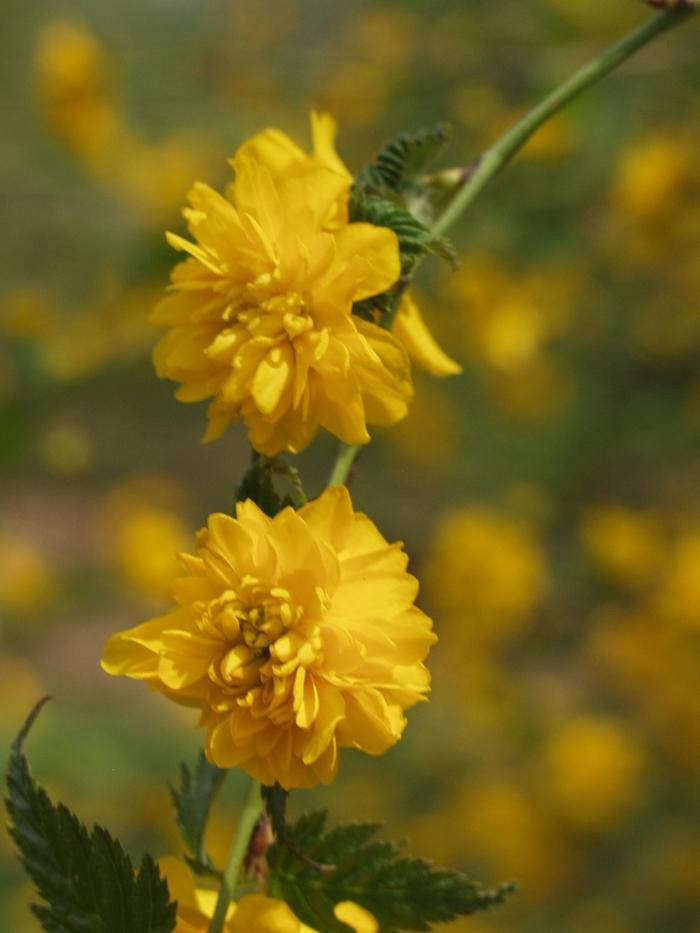 Kerria japonica Pleniflora