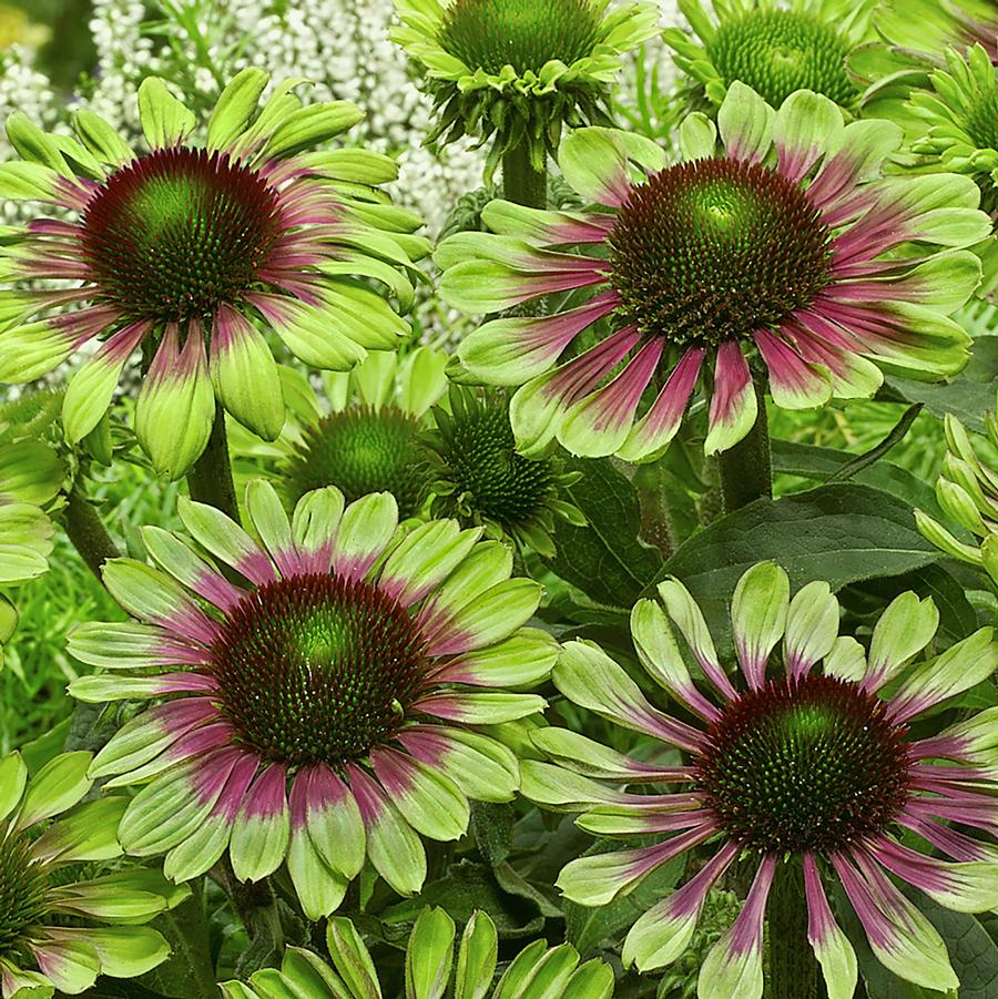 Echinacea purpurea Green Twister