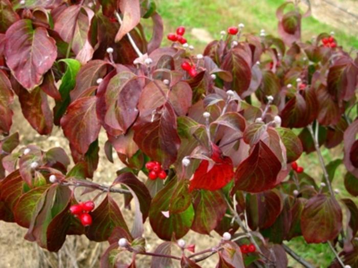 Cornus florida Cherokee Princess