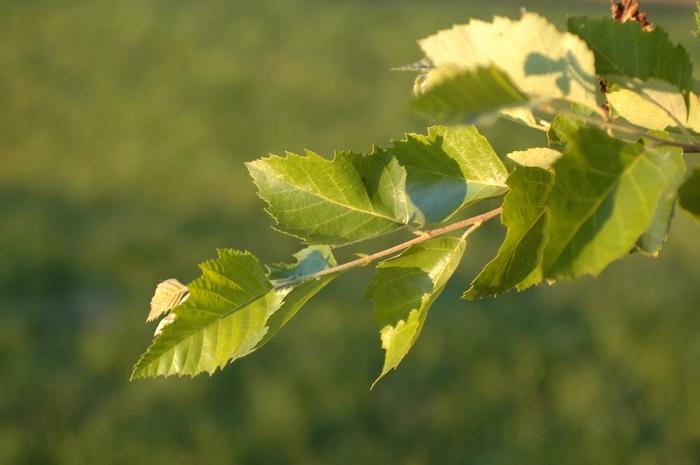 Betula nigra 