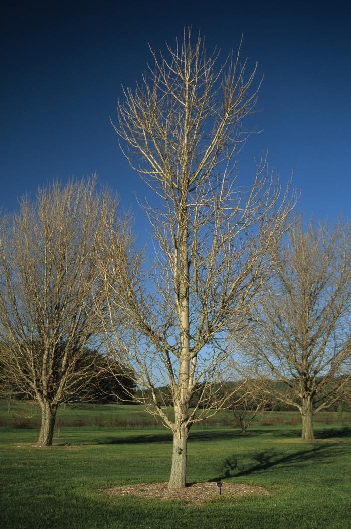 Ginkgo biloba Princeton Sentry