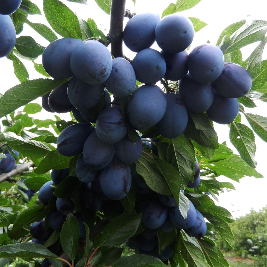 Prunus domestica Early Italian