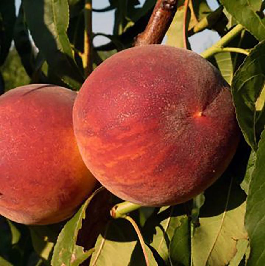 Prunus persica Harrow Diamond