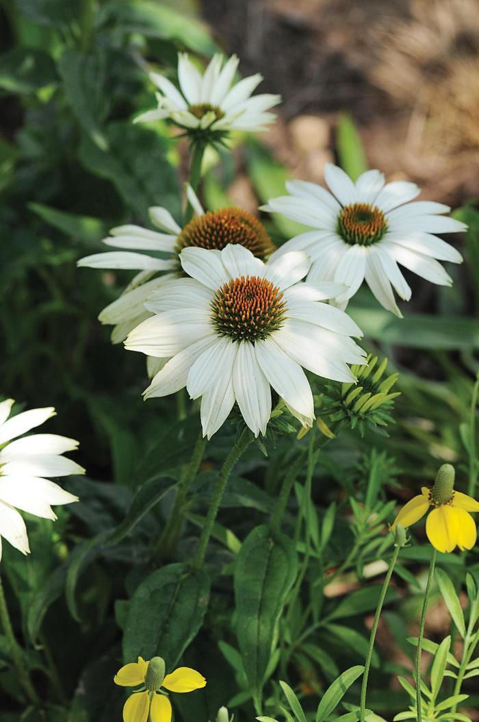 Echinacea purpurea PowWow White