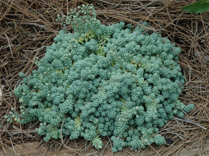 Sedum dasyphyllum Major