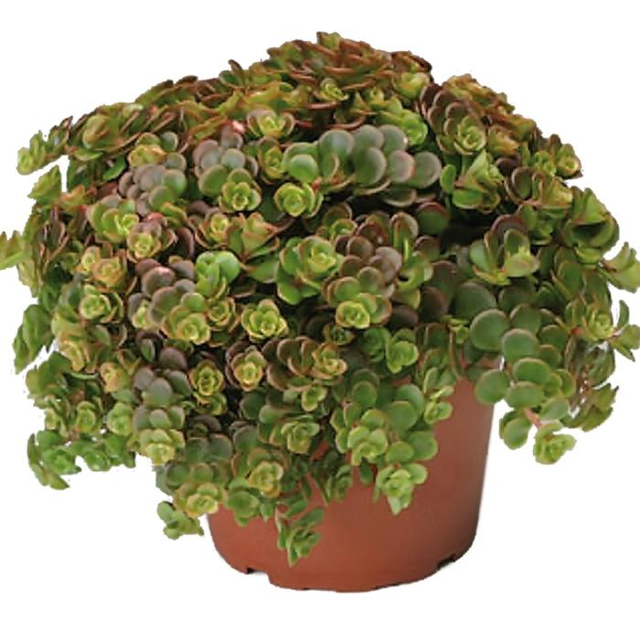 Sedum tetractinum Coral Reef