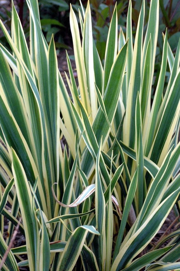 Yucca filamentosa Bright Edge