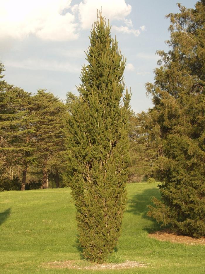 Picea abies Cupressina