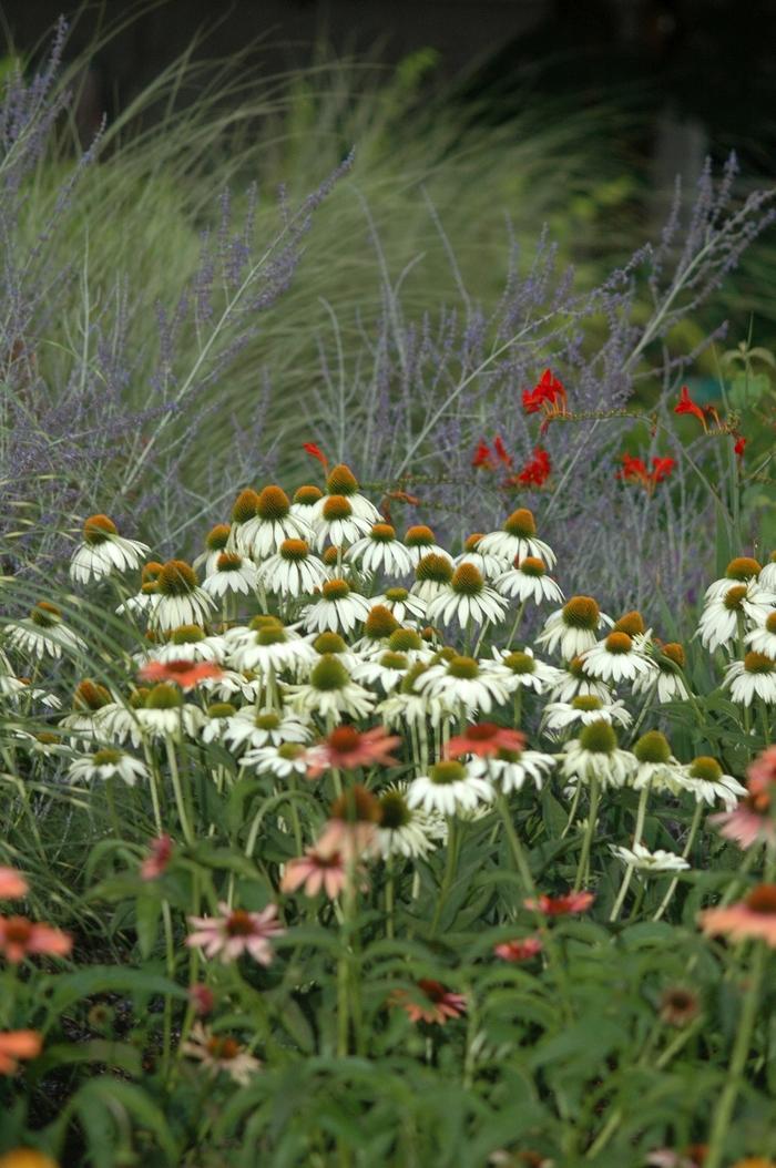 Echinacea purpurea White Swan