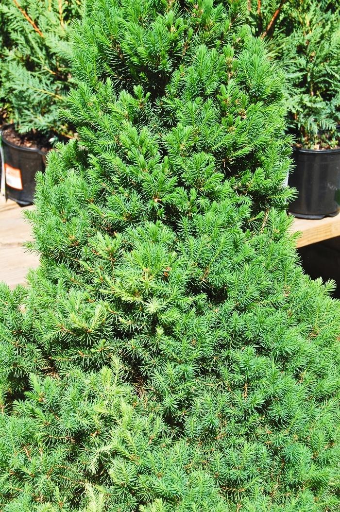 Picea glauca Conica