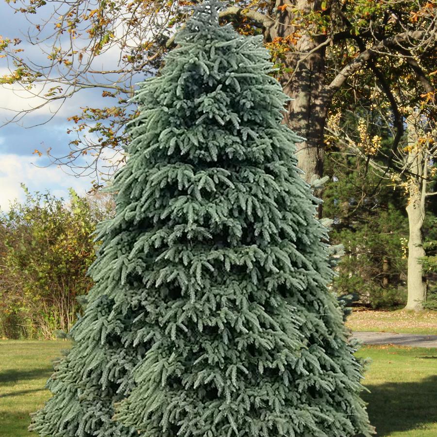 Picea glauca Densata