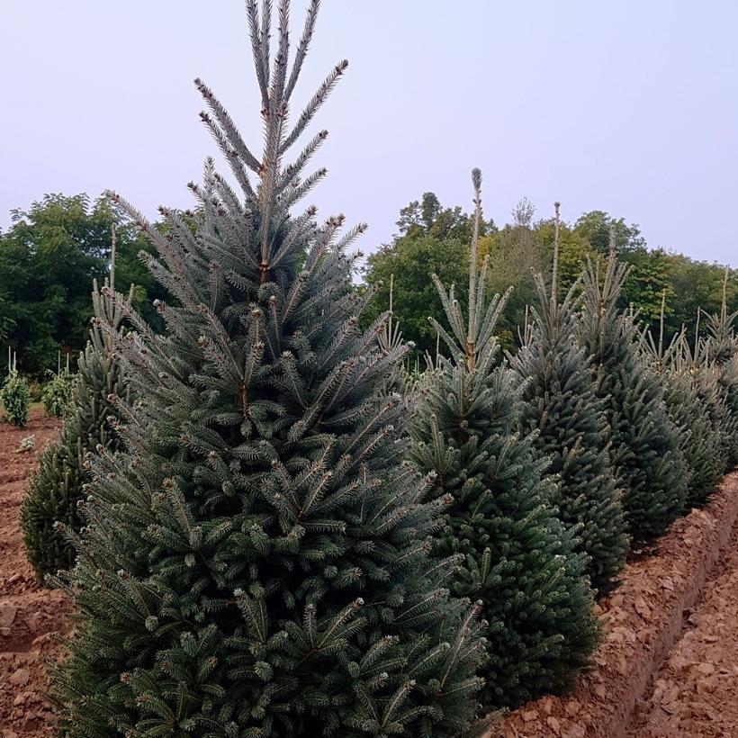 Picea glauca Montrose Charm