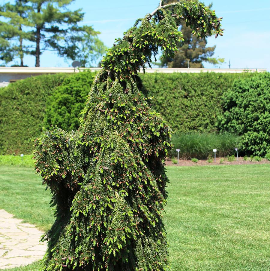 Picea omorika Pendula Bruns