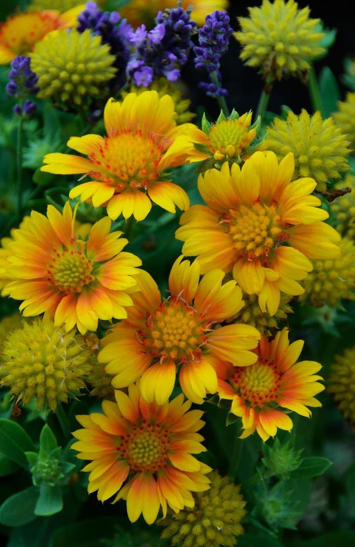 Gaillardia aristata Arizona Apricot