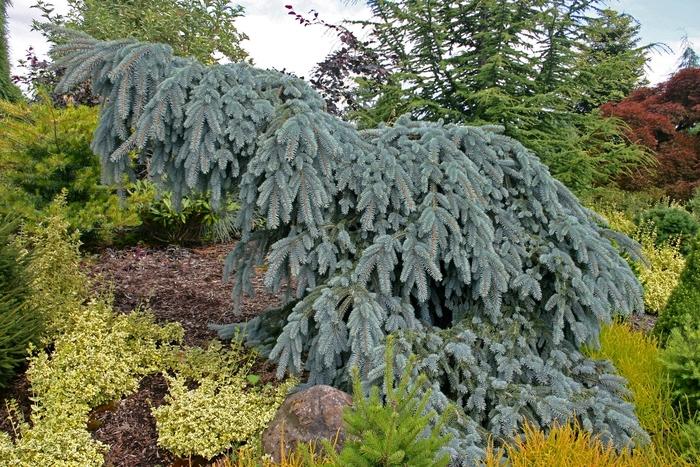 Picea pungens The Blues