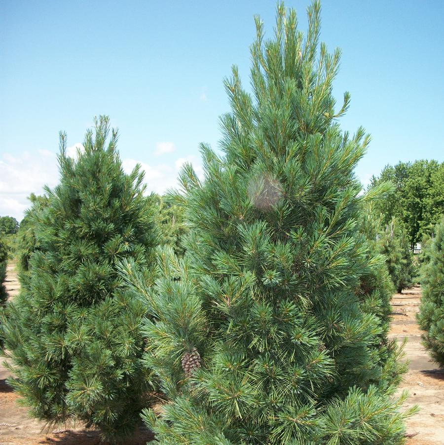 Pinus strobus Fastigiata