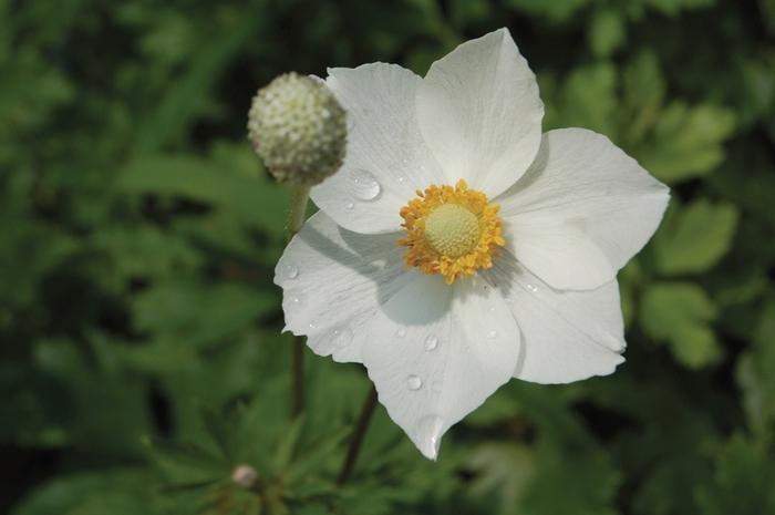 Anemone sylvestris 