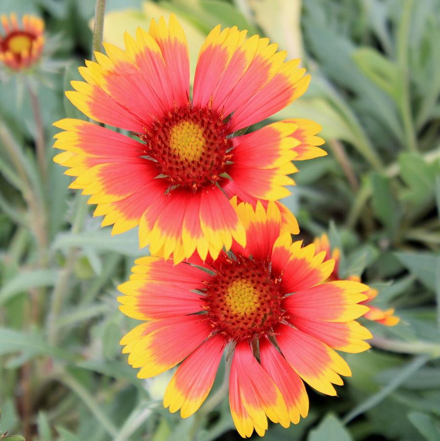 Gaillardia x grandiflora Goblin