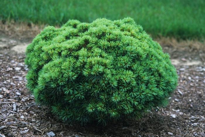 Pinus strobus Sea Urchin