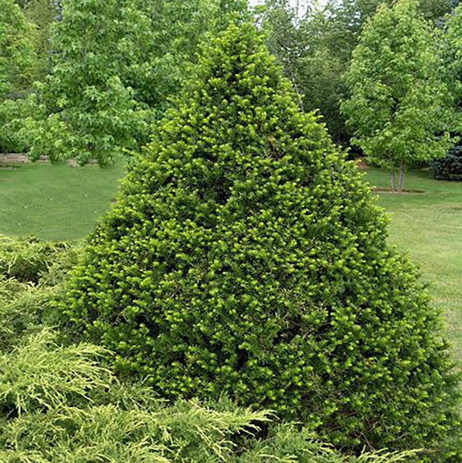 Taxus cuspidata Capitata