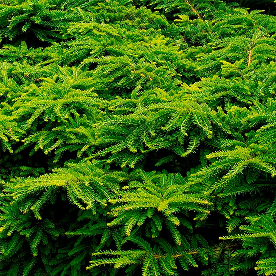 Taxus cuspidata Emerald Spreader