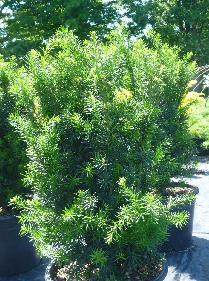 Taxus x media Hicksii