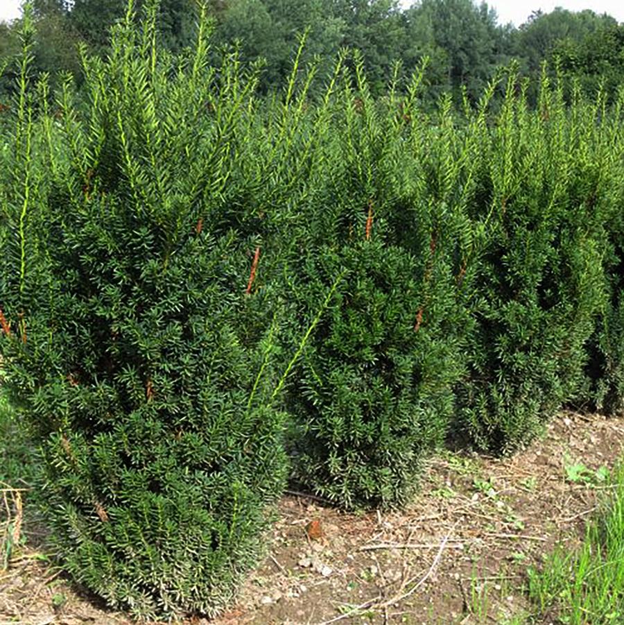 Taxus x media Hillii