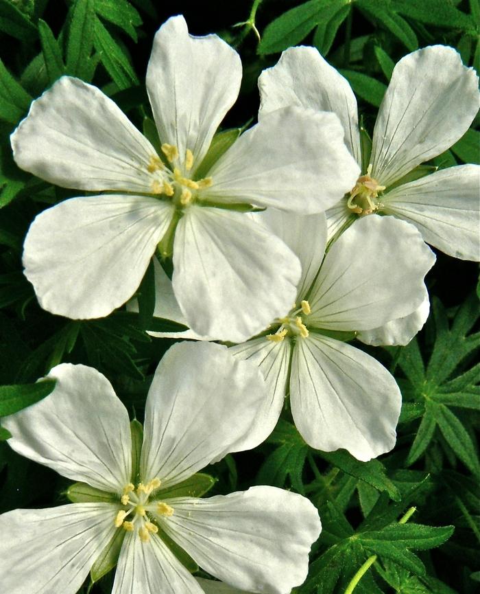 Geranium sanguineum Album