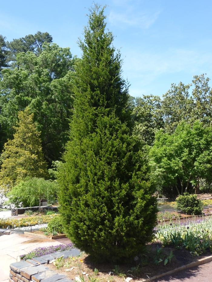 Thuja occidentalis Degroot's Spire