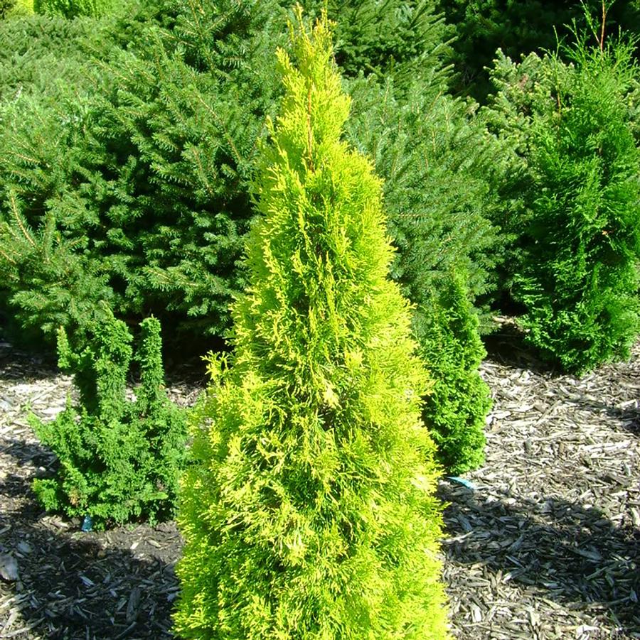 Thuja occidentalis Jantar