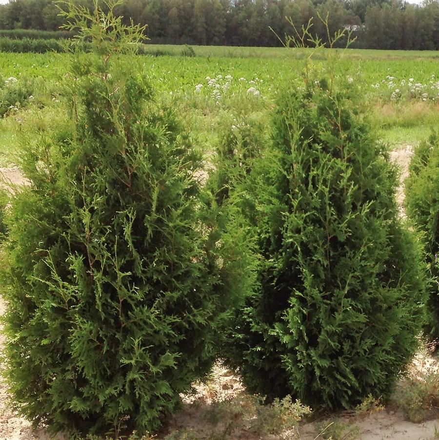 Thuja occidentalis Nigra