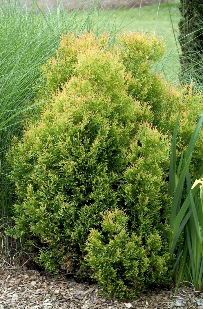 Thuja occidentalis Rheingold