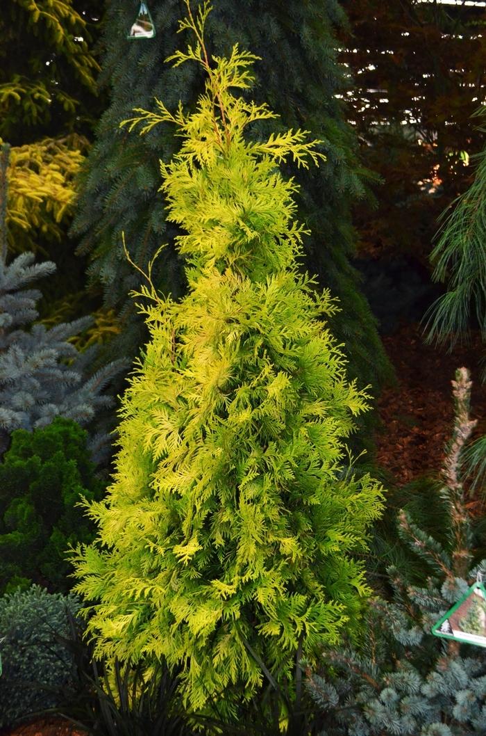 Thuja occidentalis Yellow Ribbon